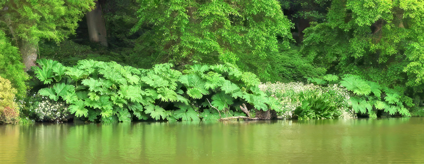 Lush gunnera greenery along a body of water