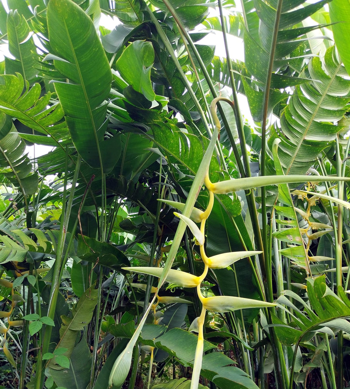 Tropical Mayan Gold Heliconia plant with long, thin leaves and a yellow flower in a lush green forest.