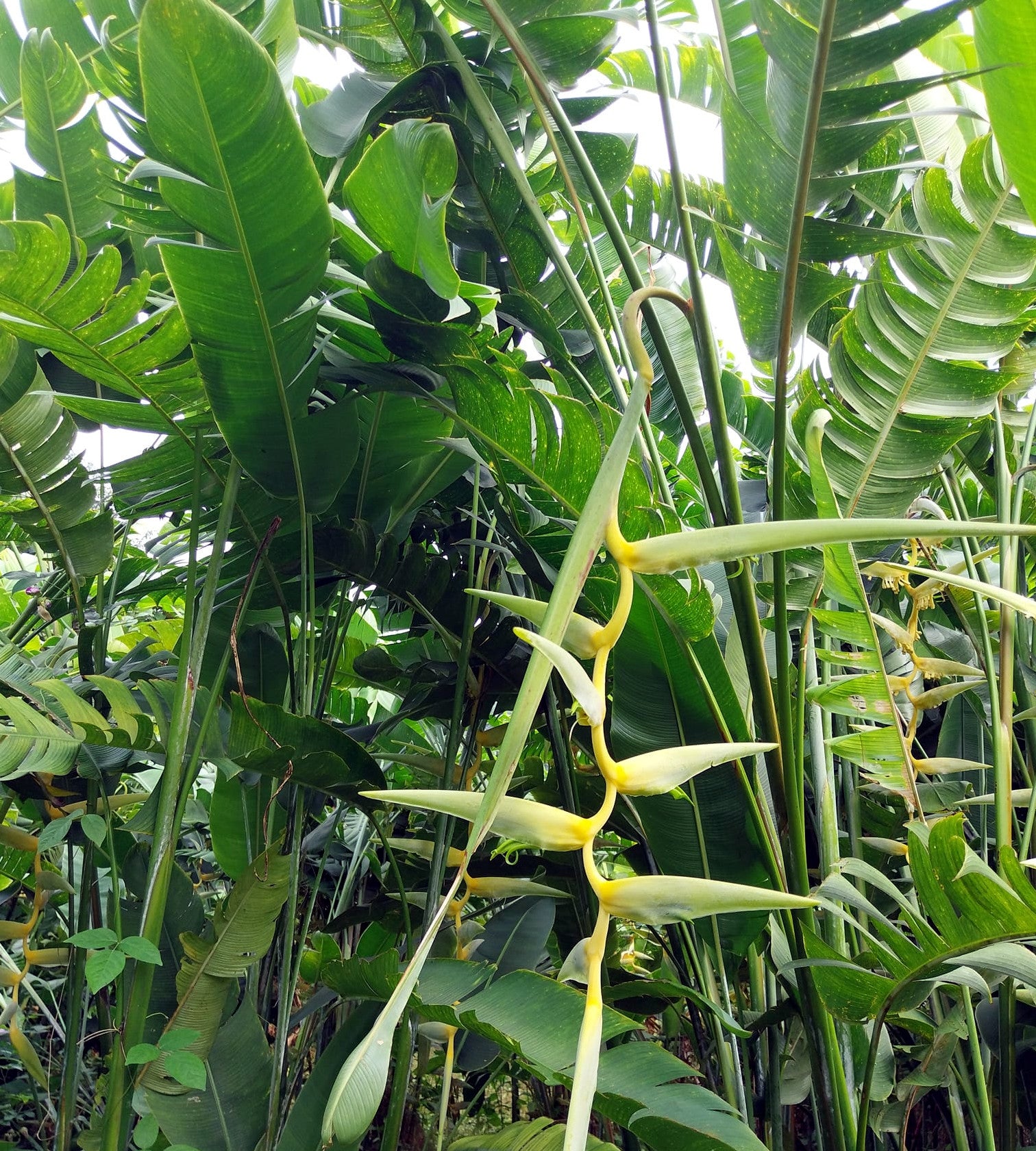 Tropical Mayan Gold Heliconia plant with long, thin leaves and a yellow flower in a lush green forest.