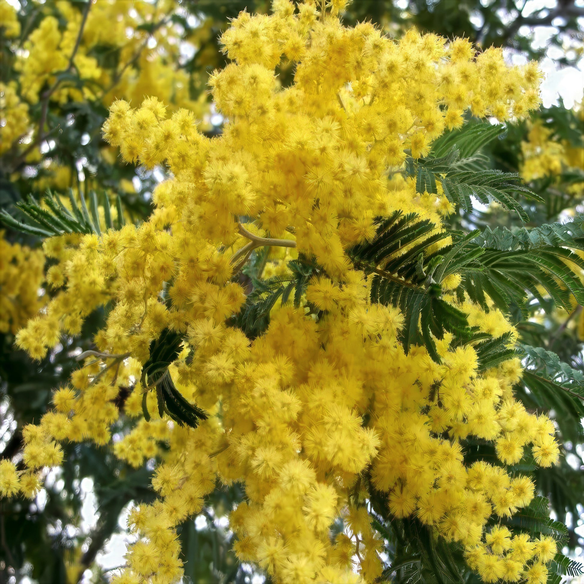 Close-up of yellow Golden Mimosa flowers with green leaves. (Acacia baileyana)