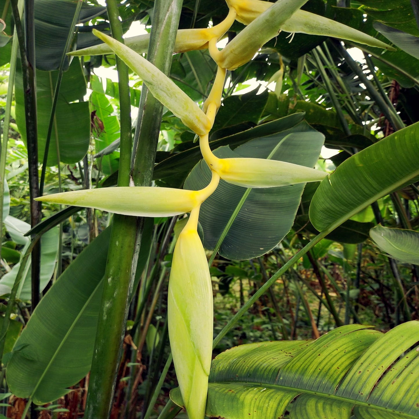 Tropical Mayan Gold Heliconia plant with large green leaves and a yellow flower in a forest setting. (Heliconia champneana)
