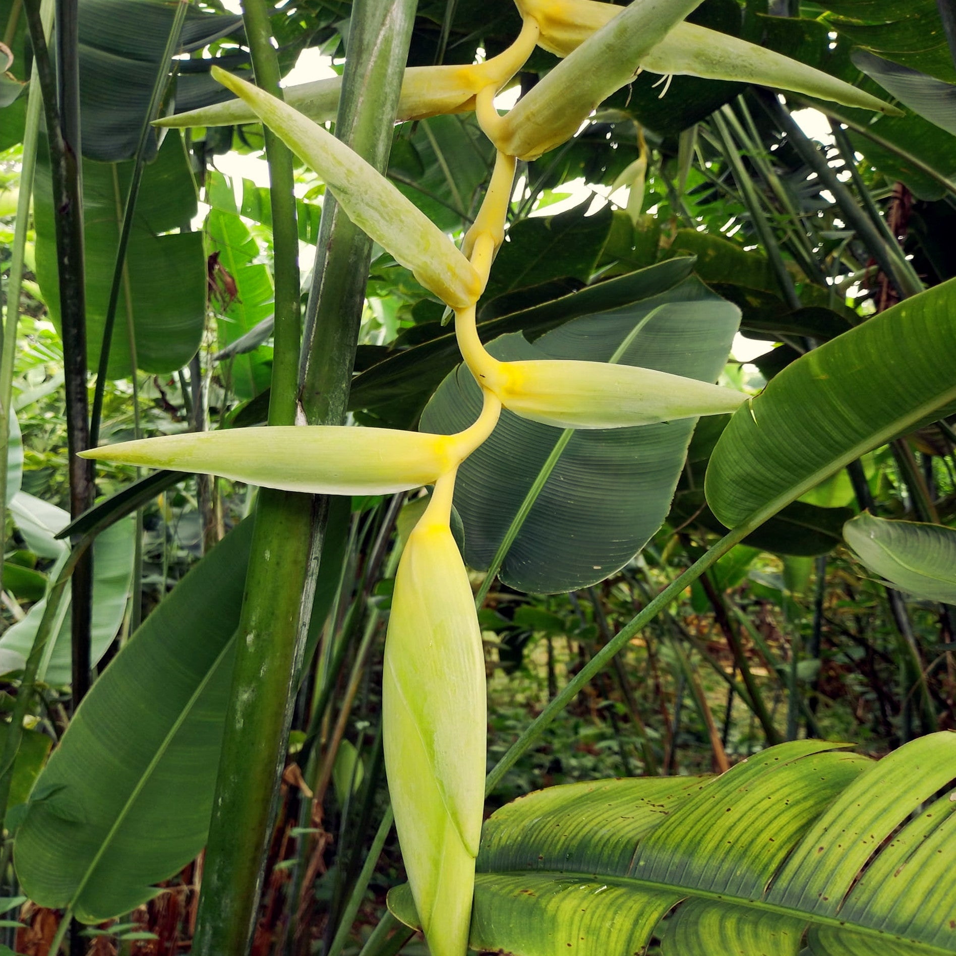 Tropical Mayan Gold Heliconia plant with large green leaves and a yellow flower in a forest setting. (Heliconia champneana)
