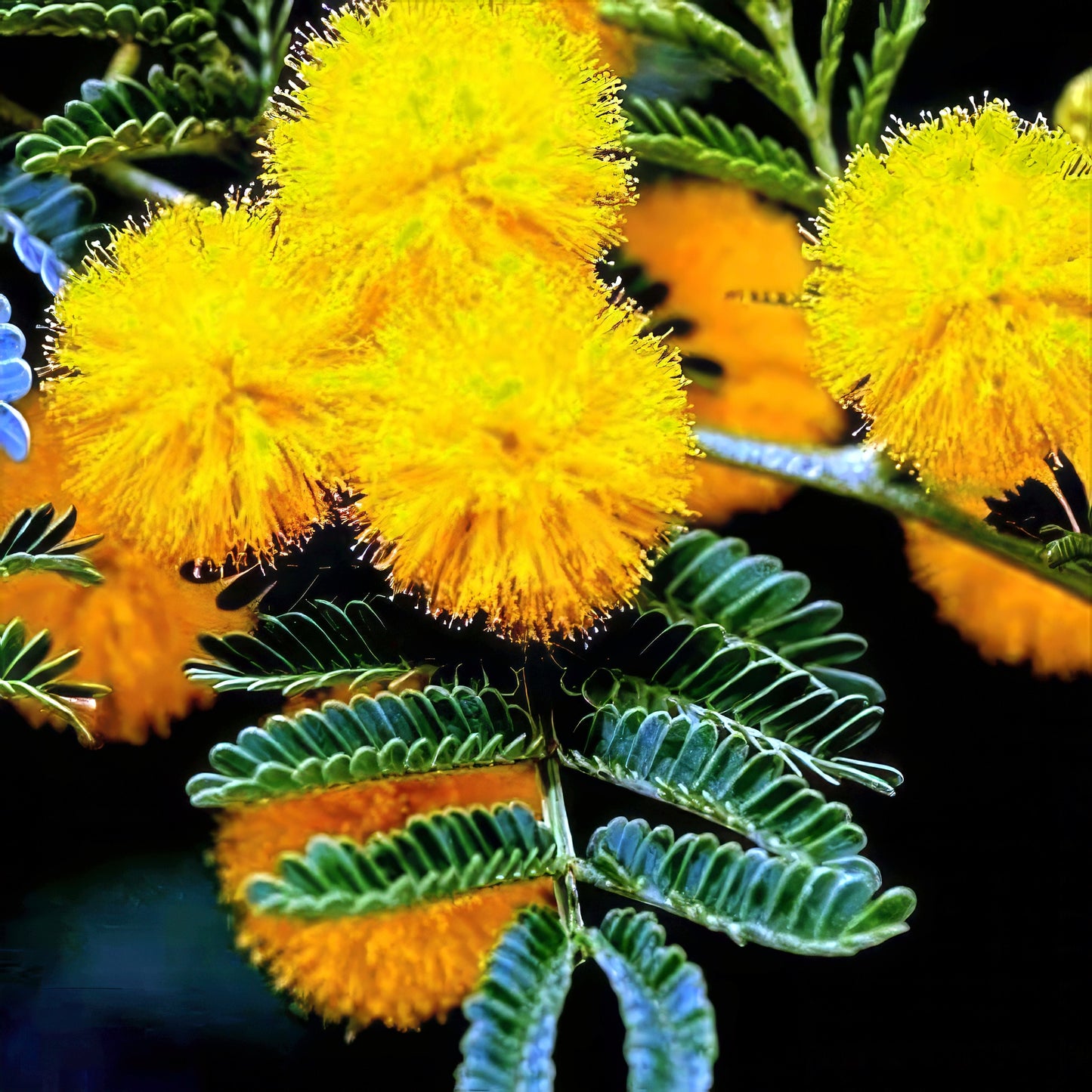Close-up of yellow Golden Mimosa flowers with green leaves on a black background