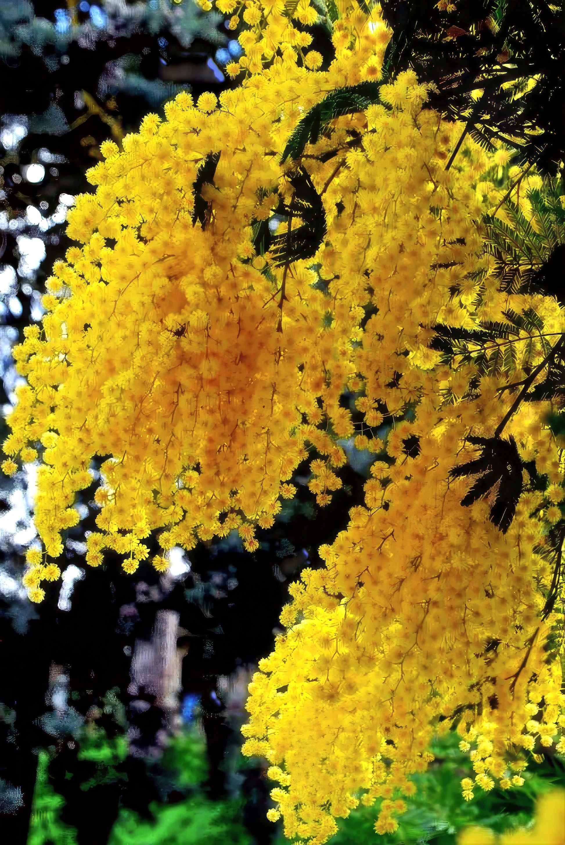 Close-up of yellow Golden Mimosa tree flowers with a blurred natural background. (Acacia baileyana)
