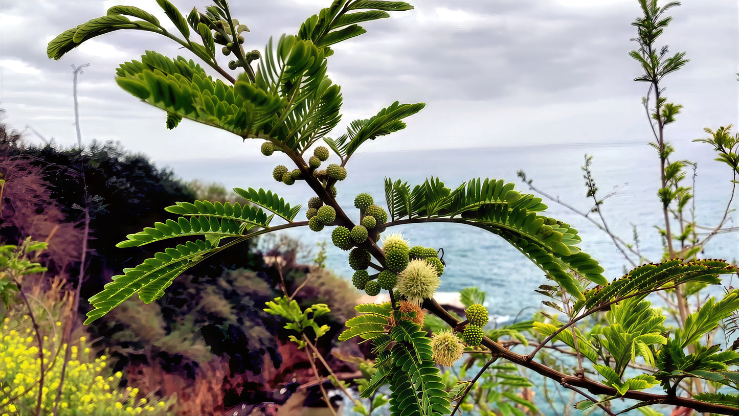Golden Mimosa tree branch with green leaves and small buds against a blurred natural background