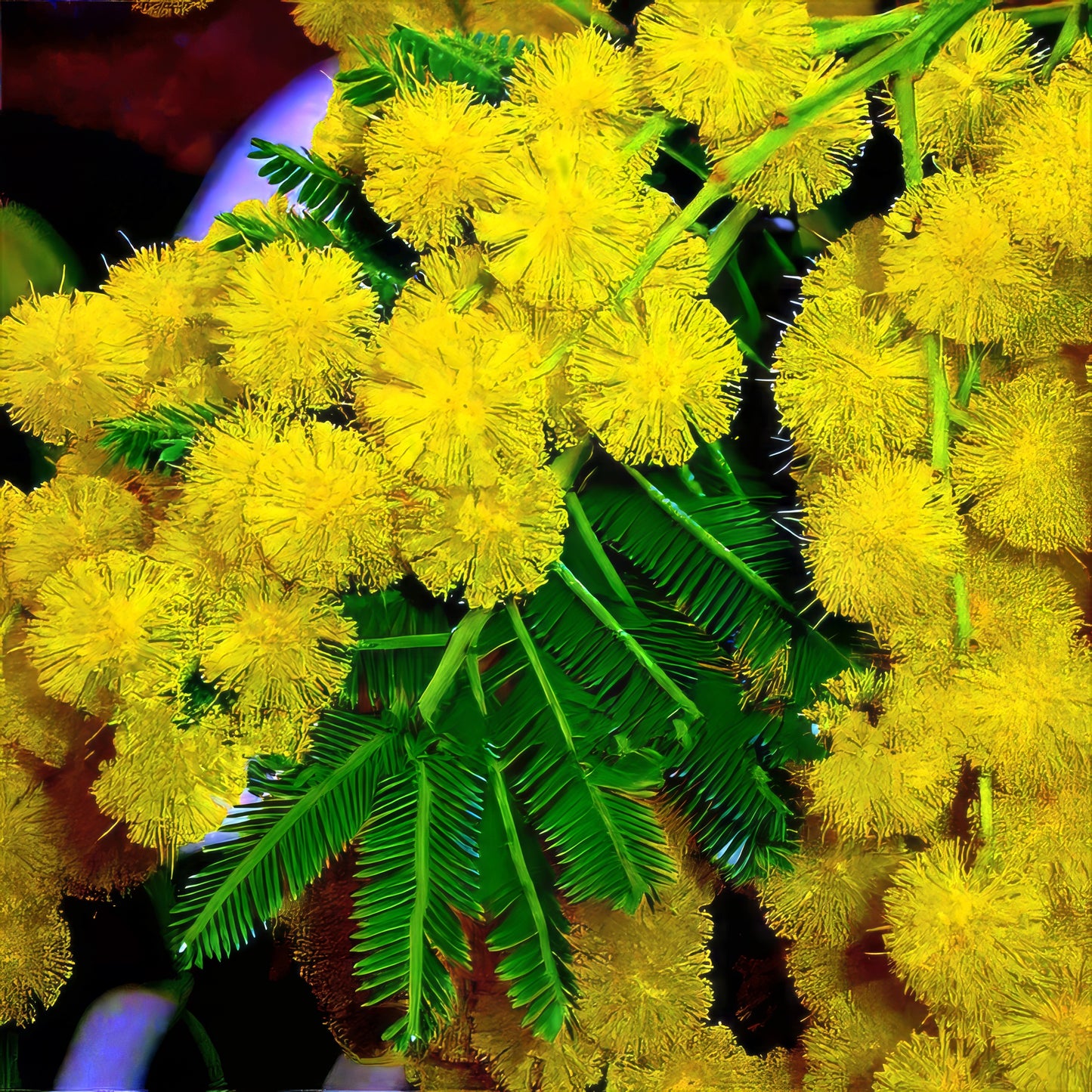 Close-up of yellow golden mimosa flowers with green leaves. (Acacia baileyana)