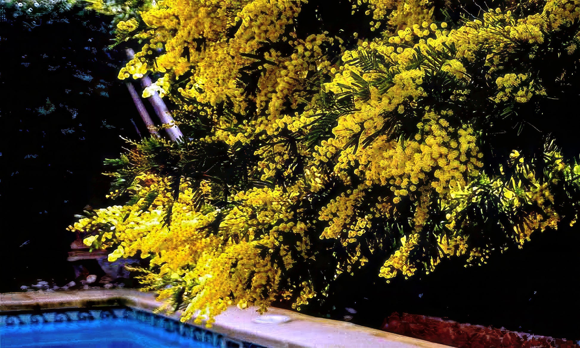 Yellow Golden Mimosa flowers by a pool at night