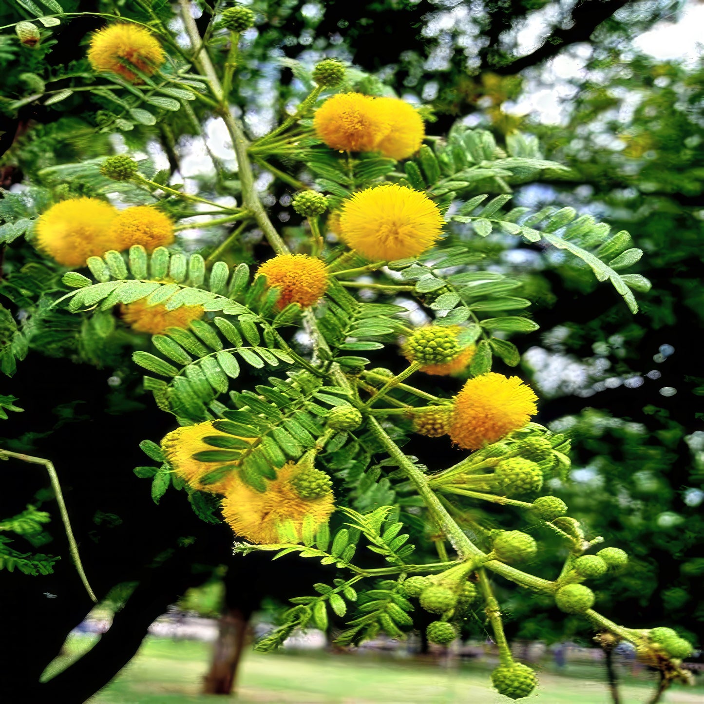 Close-up of yellow Golden Mimosa tree flowers and green leaves with a blurred natural background