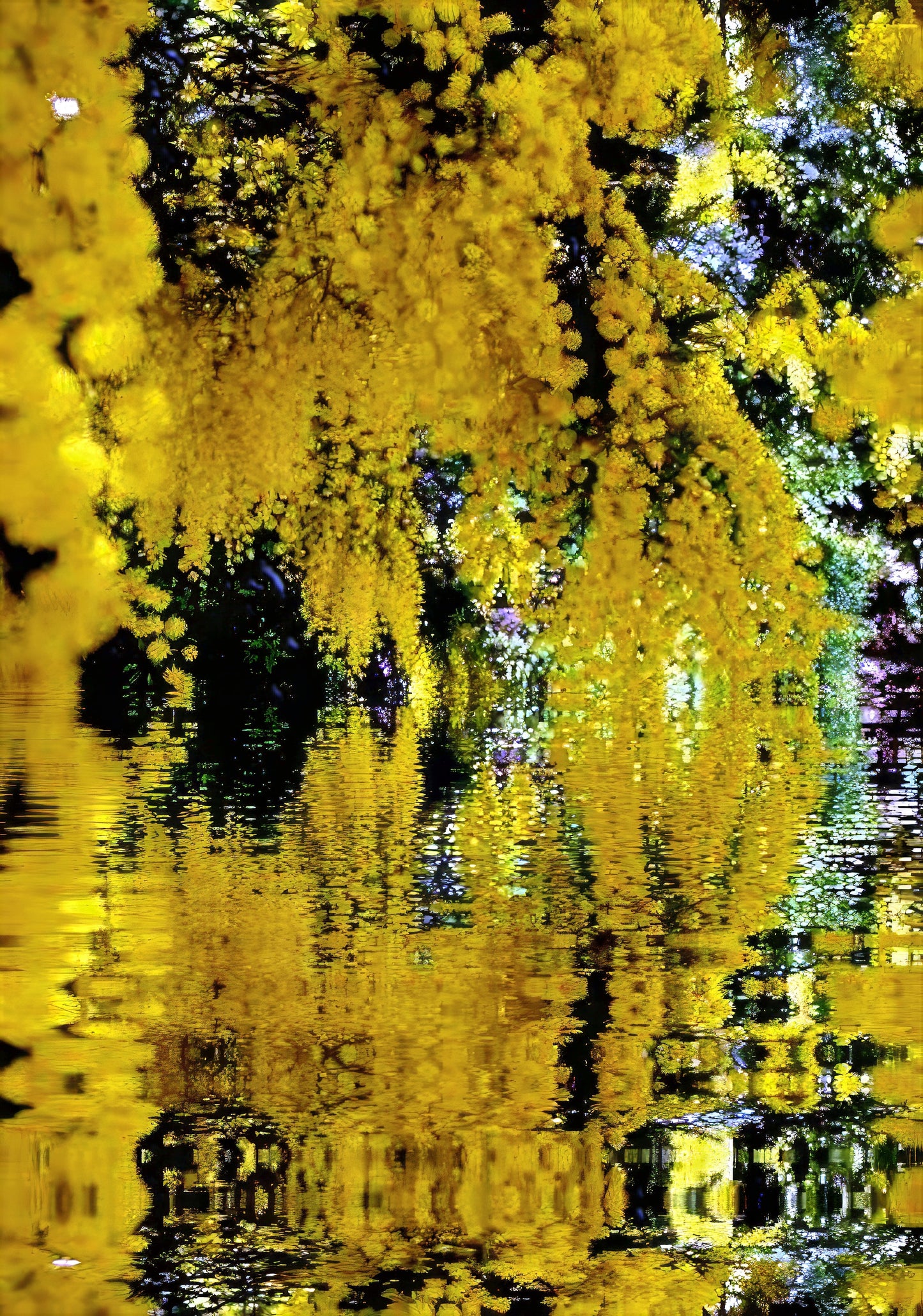 Yellow Golden Mimosa tree flowers reflected in water with a blurred background