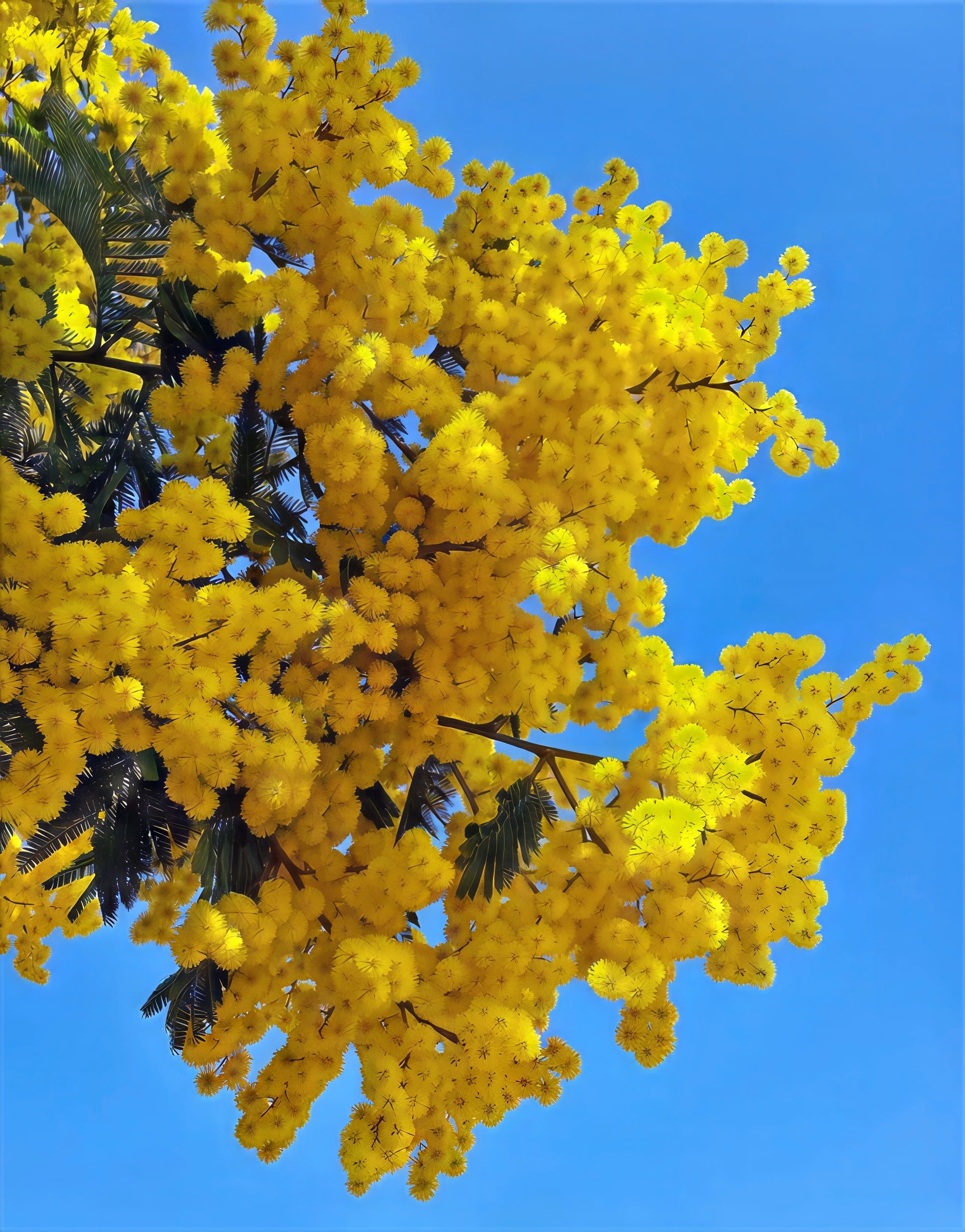 Yellow Golden Mimosa flowers against a clear blue sky. (Acacia baileyana)