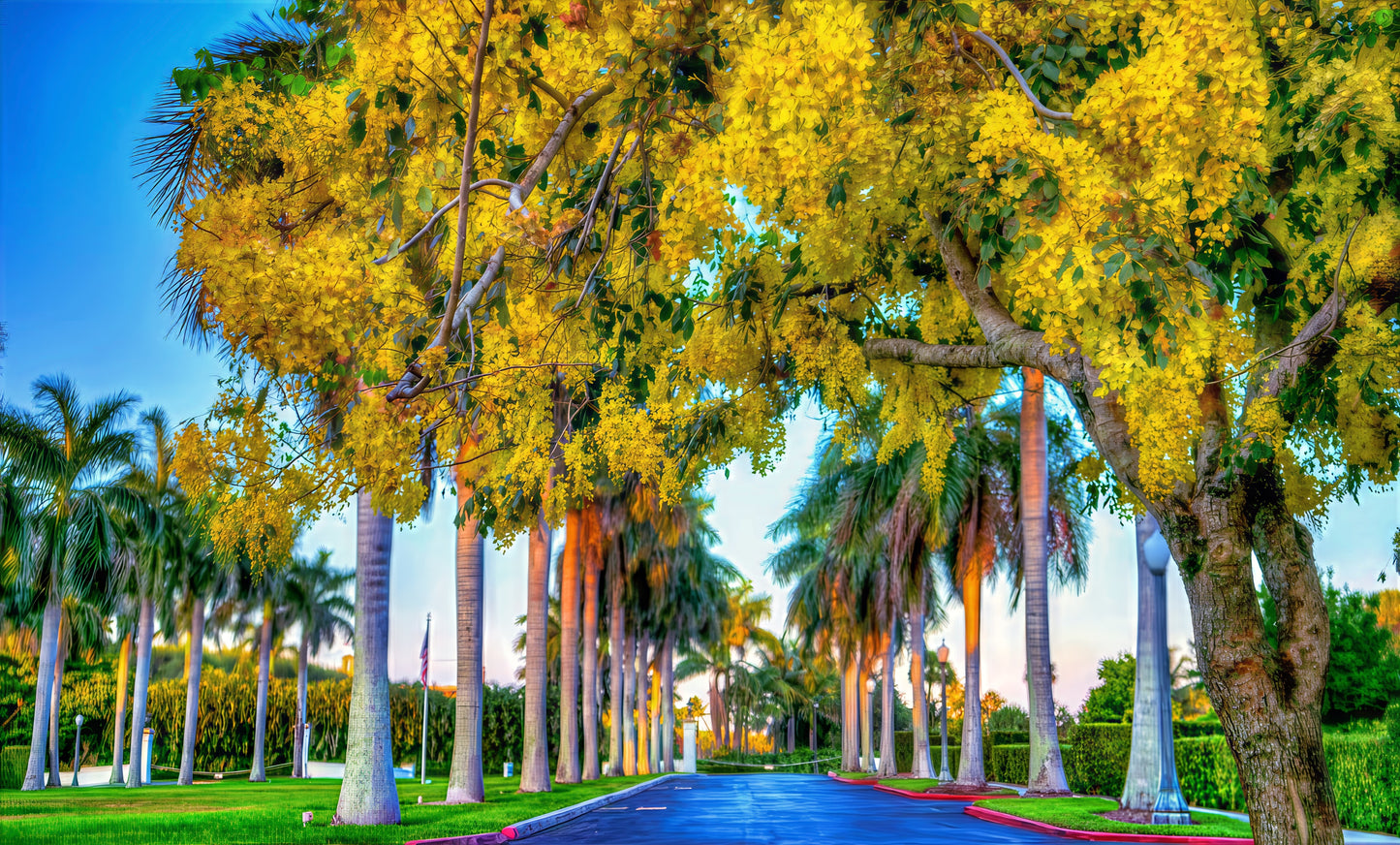 Tunnel of yellow flowering Golden Shower trees lining a road with a clear blue sky. (Cassia fistula)