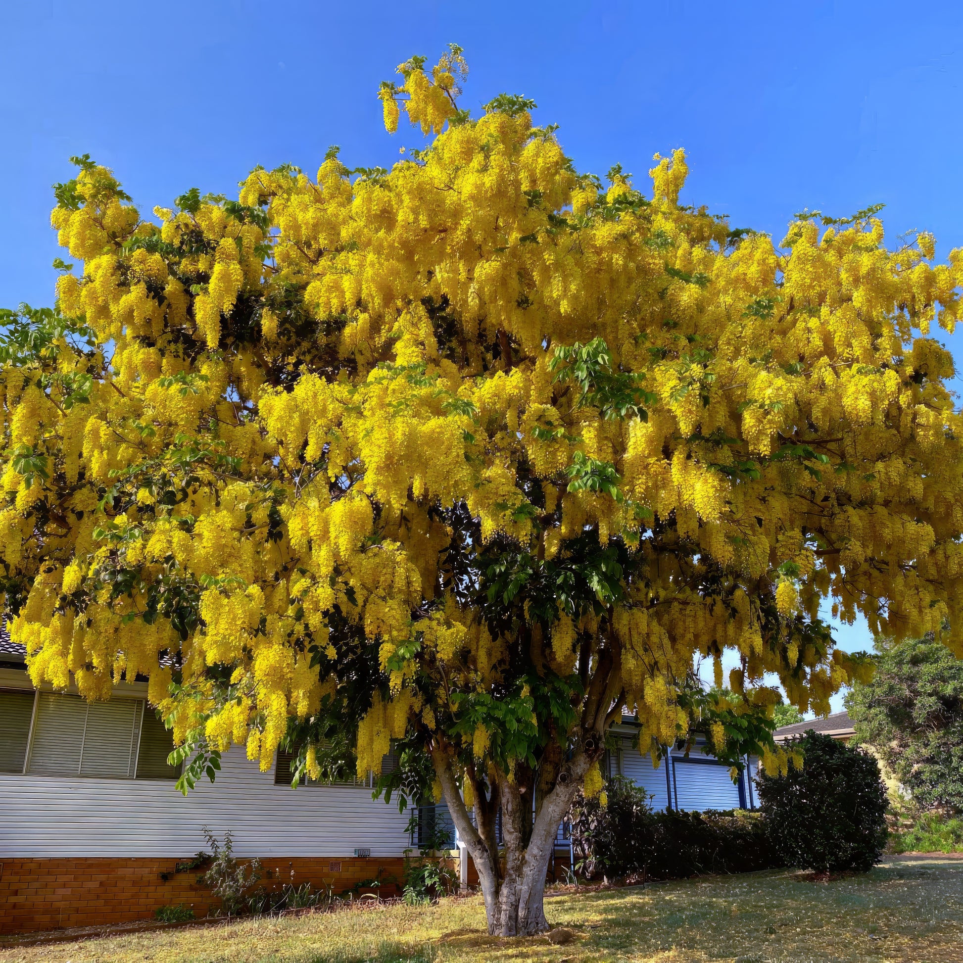 Golden Shower Tree with yellow flowers in front of a house. (Cassia fistula)