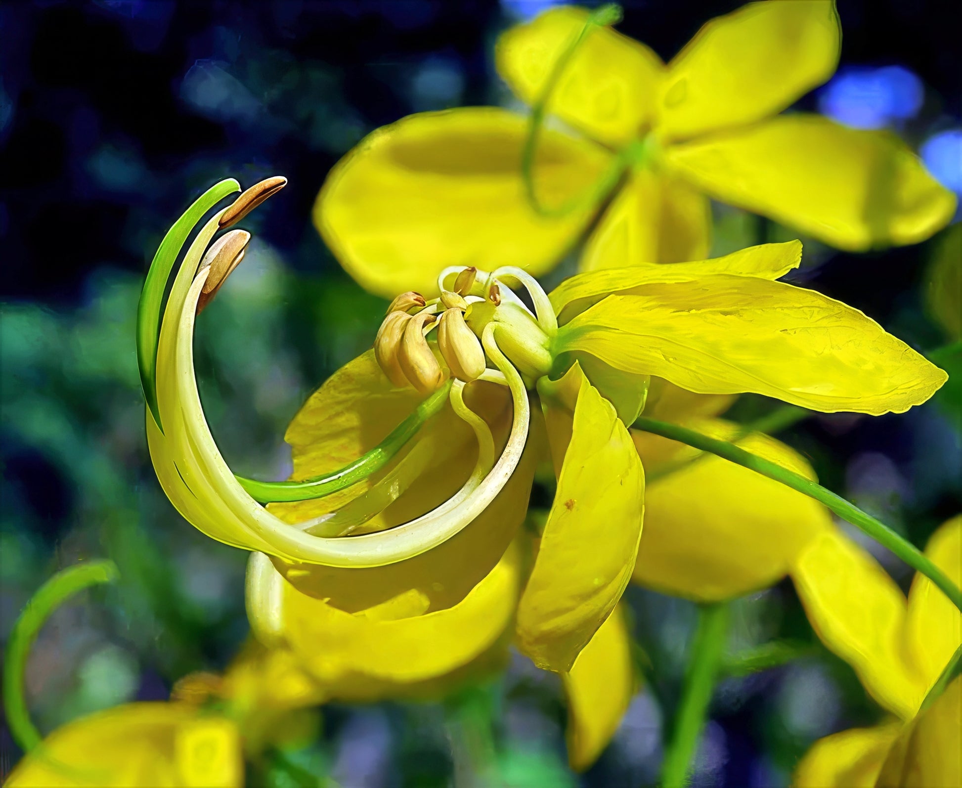 Close-up of a yellow Golden shower tree flower with a blurred green and blue background. (Cassia fistula)