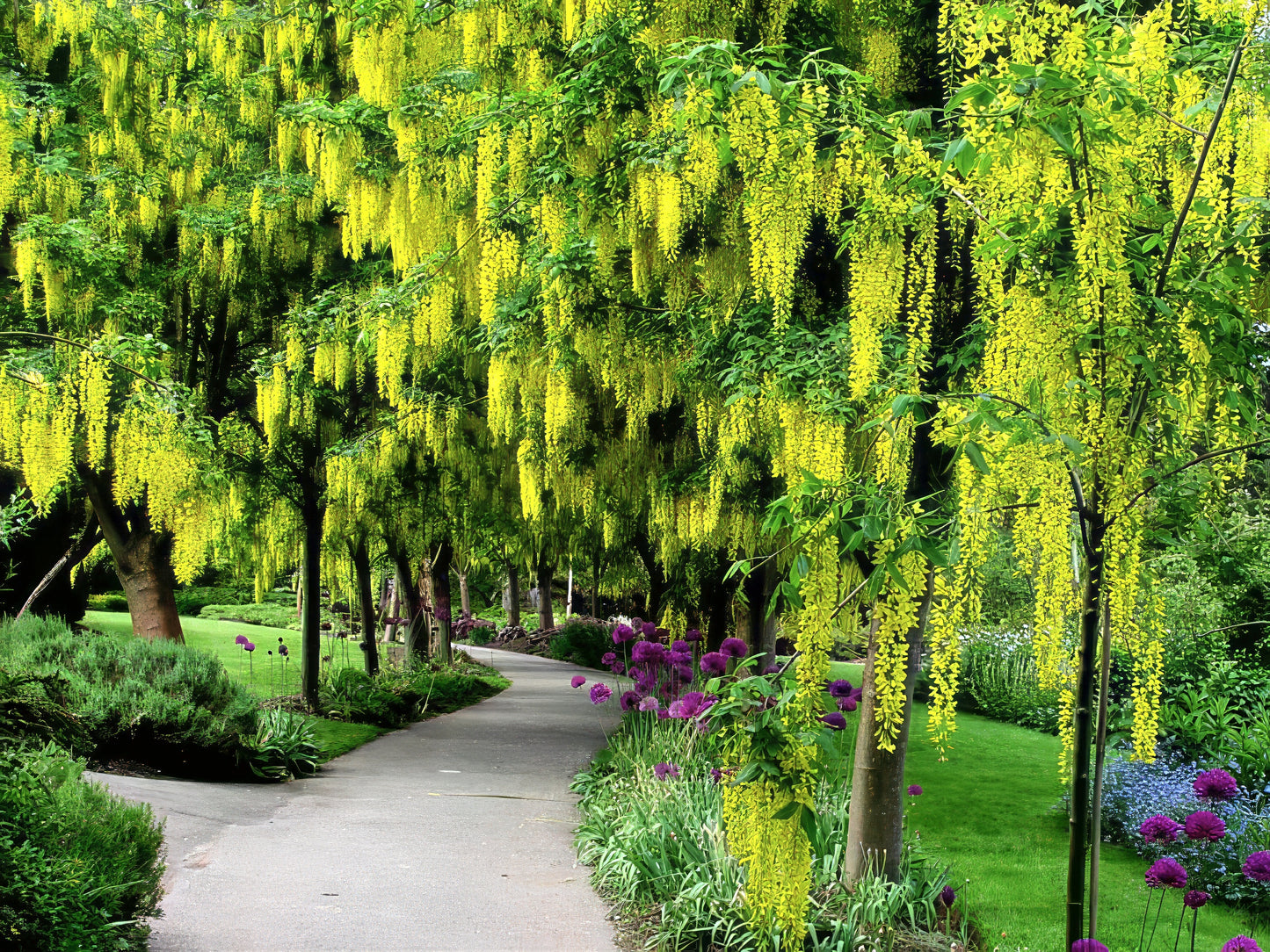 Pathway through a garden with yellow flowering Golden shower trees and greenery
