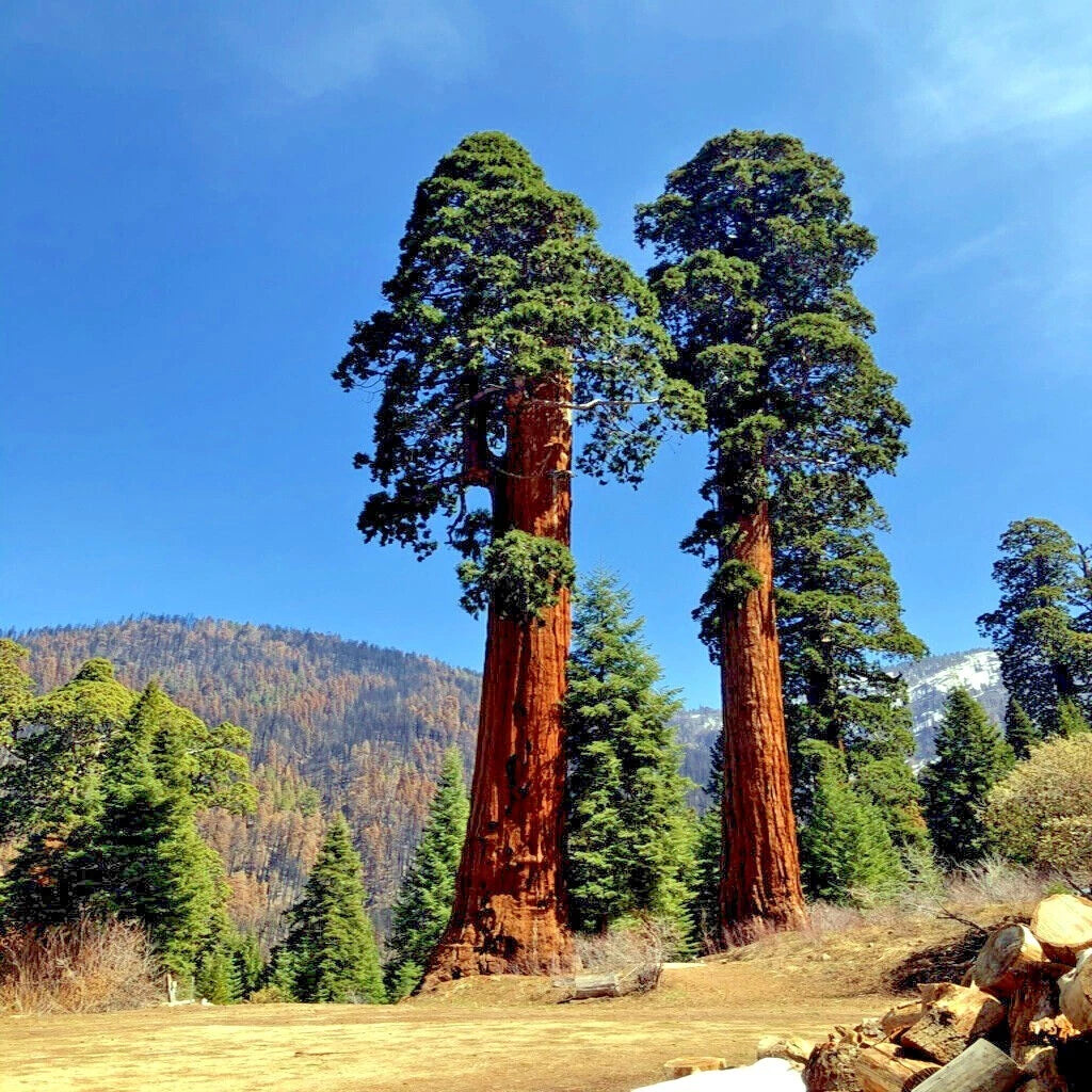Two large Giant sequoia redwood trees with a mountainous landscape in the background. (Sequoiadendron giganteum)