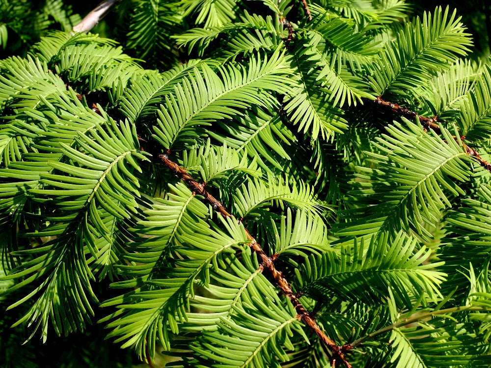 Close-up of Giant Sequoia redwood tree green fern leaves with a blurred background