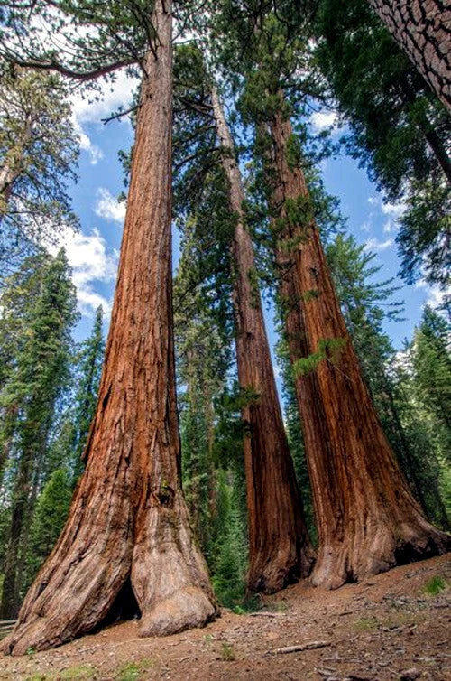 Tall Giant Sequoia redwood trees in a forest with a clear blue sky.