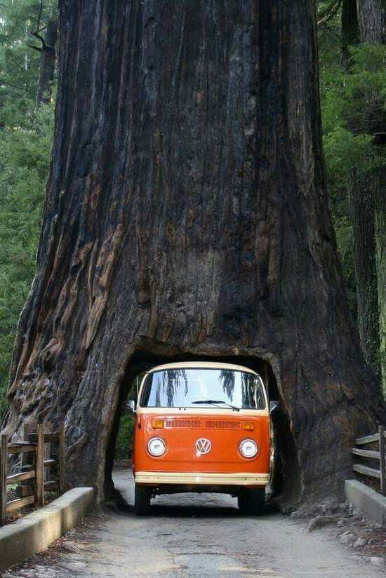Orange Volkswagen van inside a large Giant Sequoia redwood tree trunk in a forest. (Sequoiadendron giganteum)