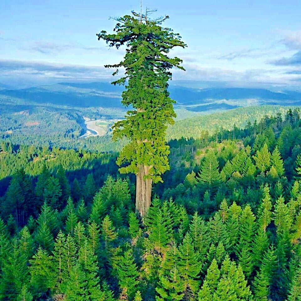 Tall green Giant Sequoia Redwood tree in a forest with a scenic view of mountains and valleys. (Sequoiadendron giganteum)