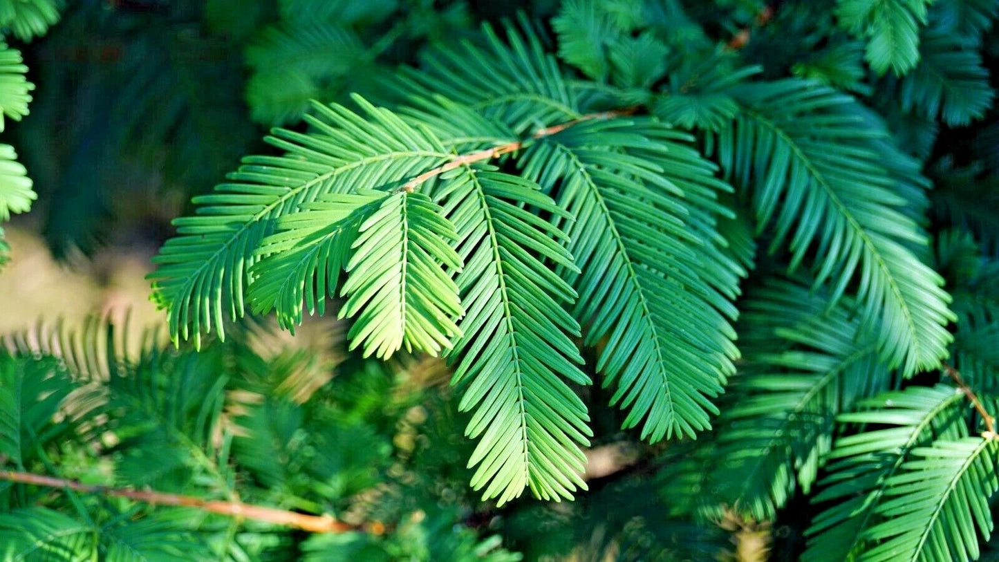 Close-up of Giant Sequoia redwood tree's green leaves with a blurred natural background
