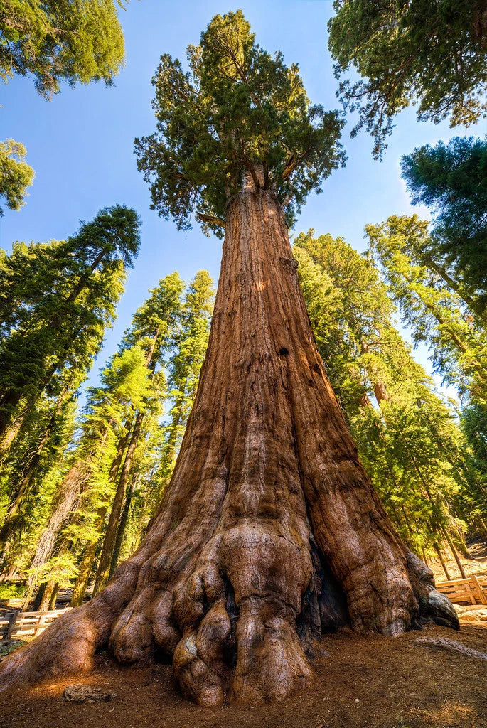 Tall Giant sequoia redwood tree with a thick trunk and branches reaching towards a blue sky.