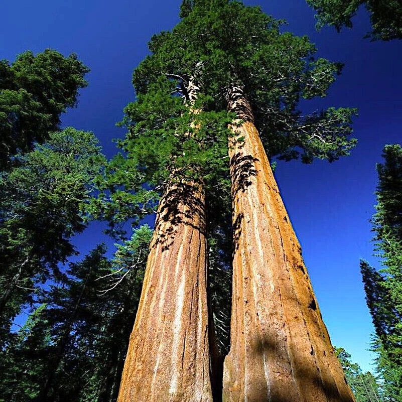 Two tall Giant sequoia redwood trees against a clear blue sky