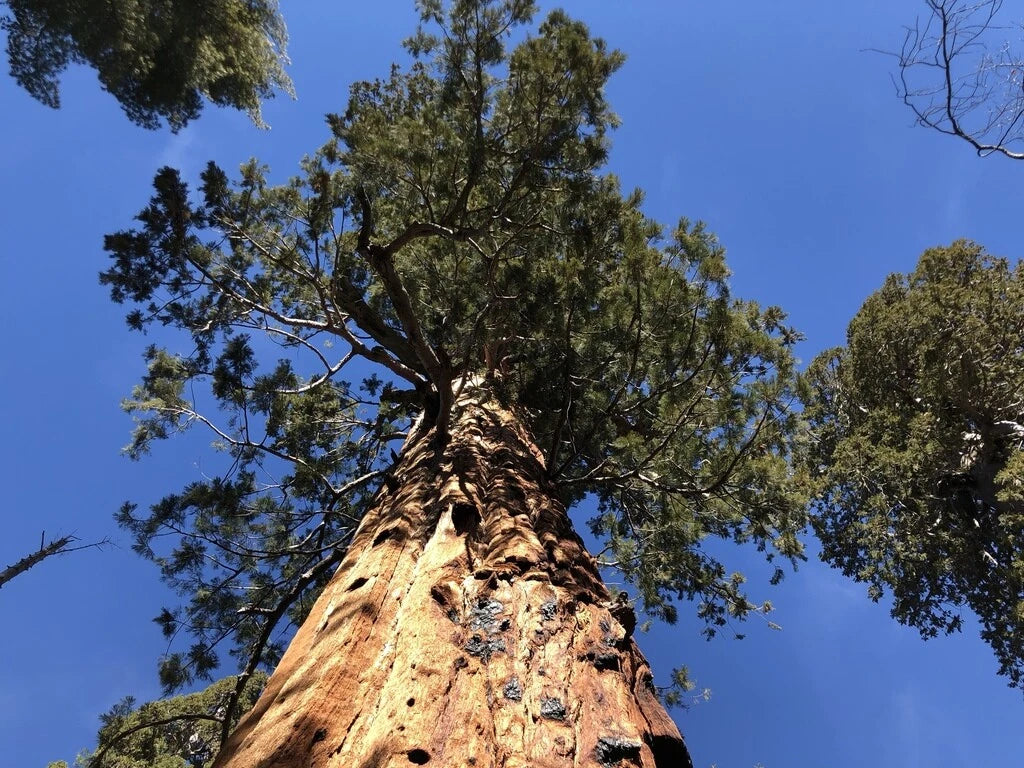 Tall Giant Sequoia redwood tree with a clear blue sky background