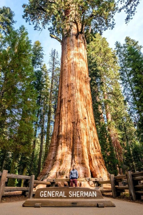 Person standing in front of the General Sherman tree, a large Giant sequoia redwood tree, with a wooden sign below it. (Sequoiadendron giganteum)