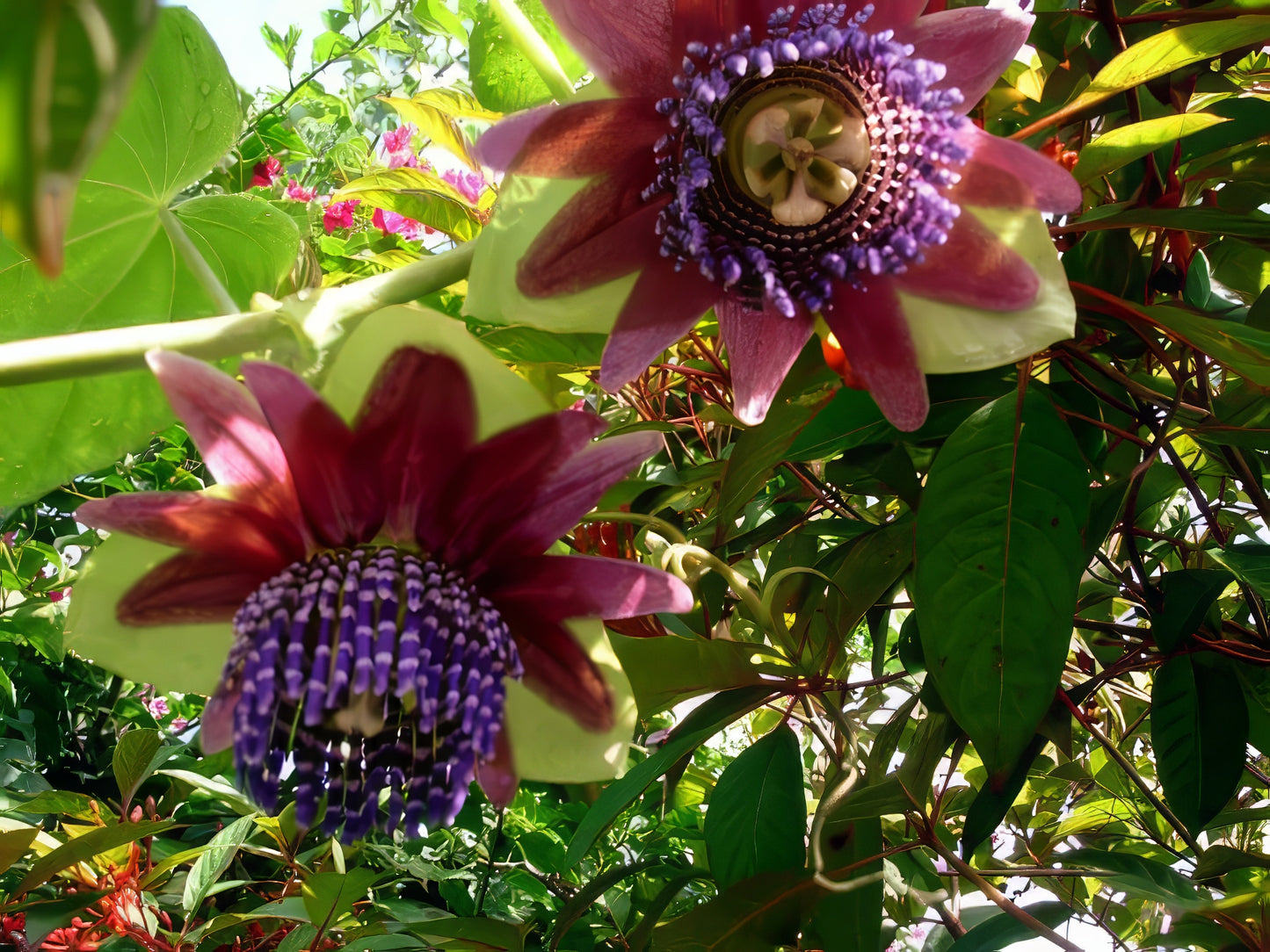 Giant Granadilla Passion flowers with purple centers and green leaves in a garden setting