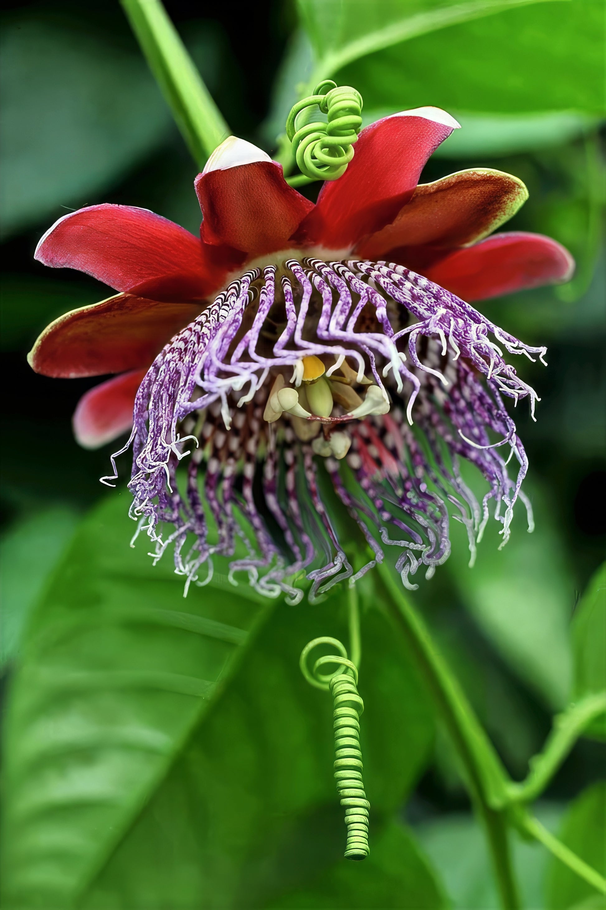 Giant Granadilla Passion flower with red and purple petals on a green leaf background