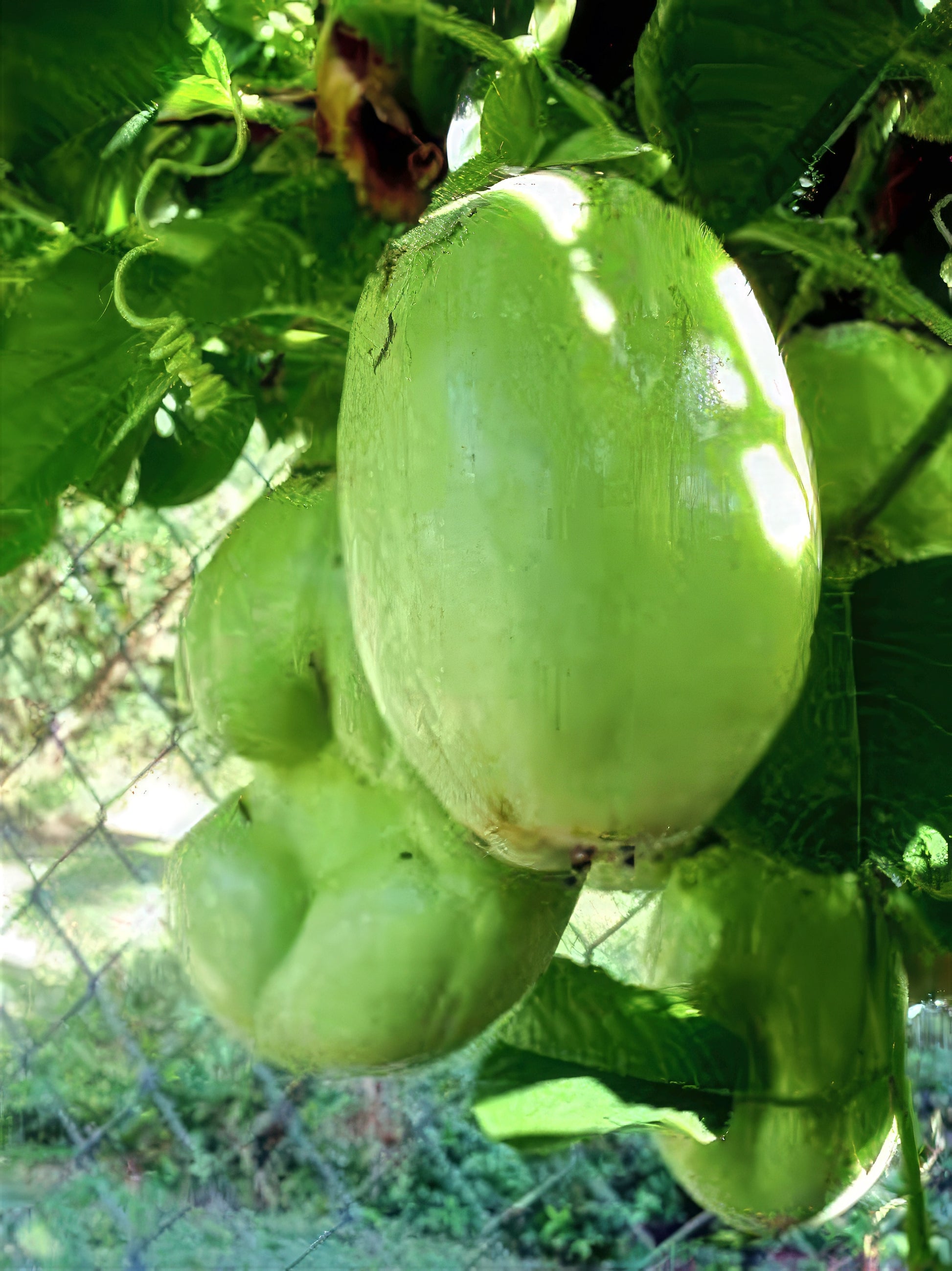 Green Giant Granadilla fruits hanging from a tree with a chain-link fence in the background