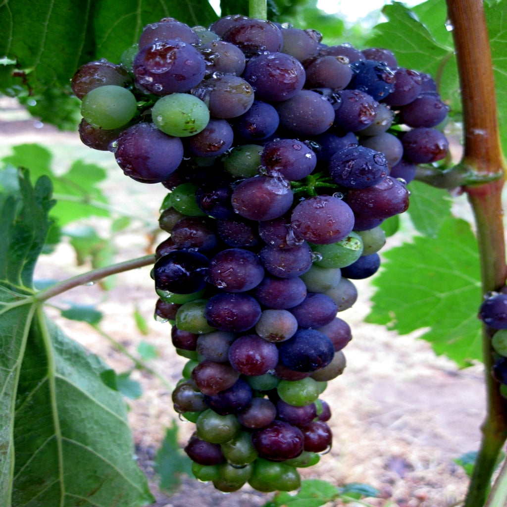 Ripening cluster of wine grapes hanging from a grape vine.