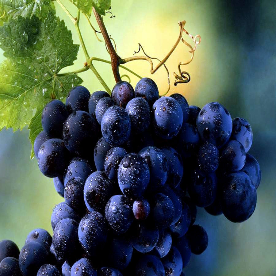 Large cluster of ripe wine grapes hanging from grape vine.