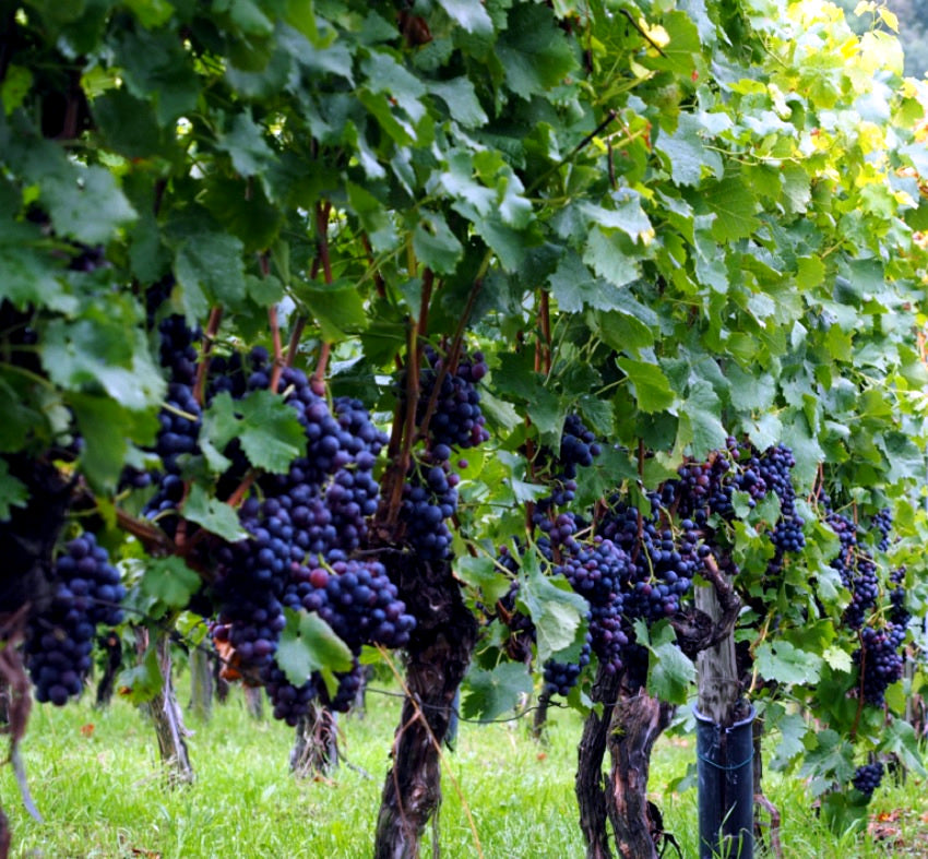Wine grape orchard with ripe grapes hanging under green leaves.