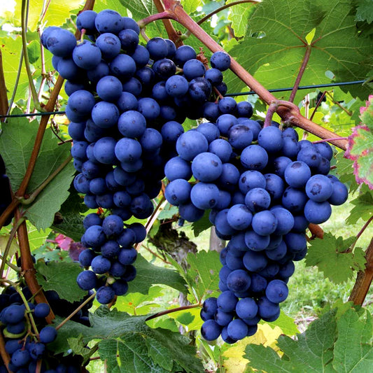 Two large clusters of wine grapes hanging from a grape vine with green leaves in the background.