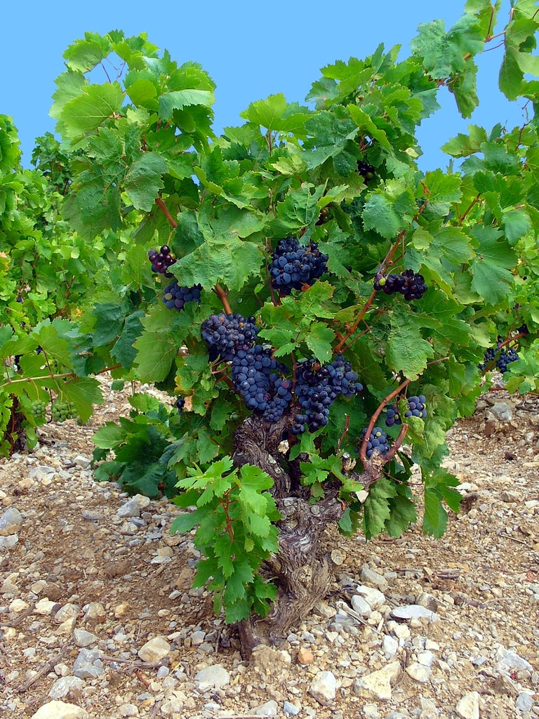 Wine grape orchard with grapes on large thick vine trunk