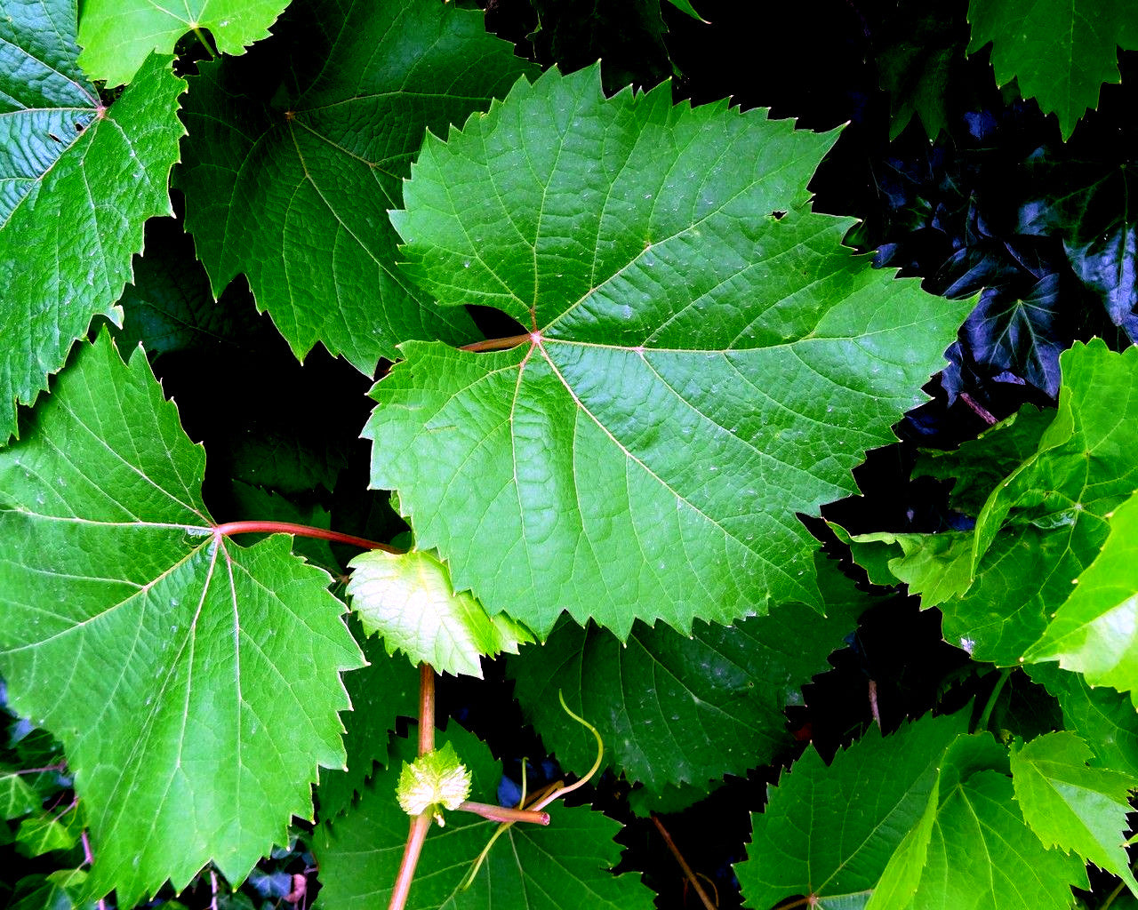 Close-up of green grape vine leaves with a small white flower in the center.