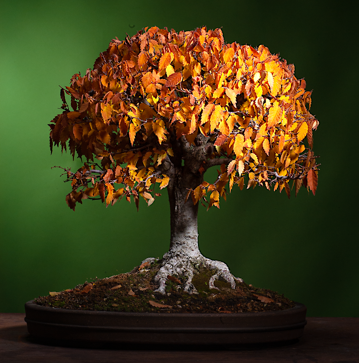 Japanese Grey Bark Elm bonsai tree with autumn-colored leaves on a green background. (Zelkova serrata)