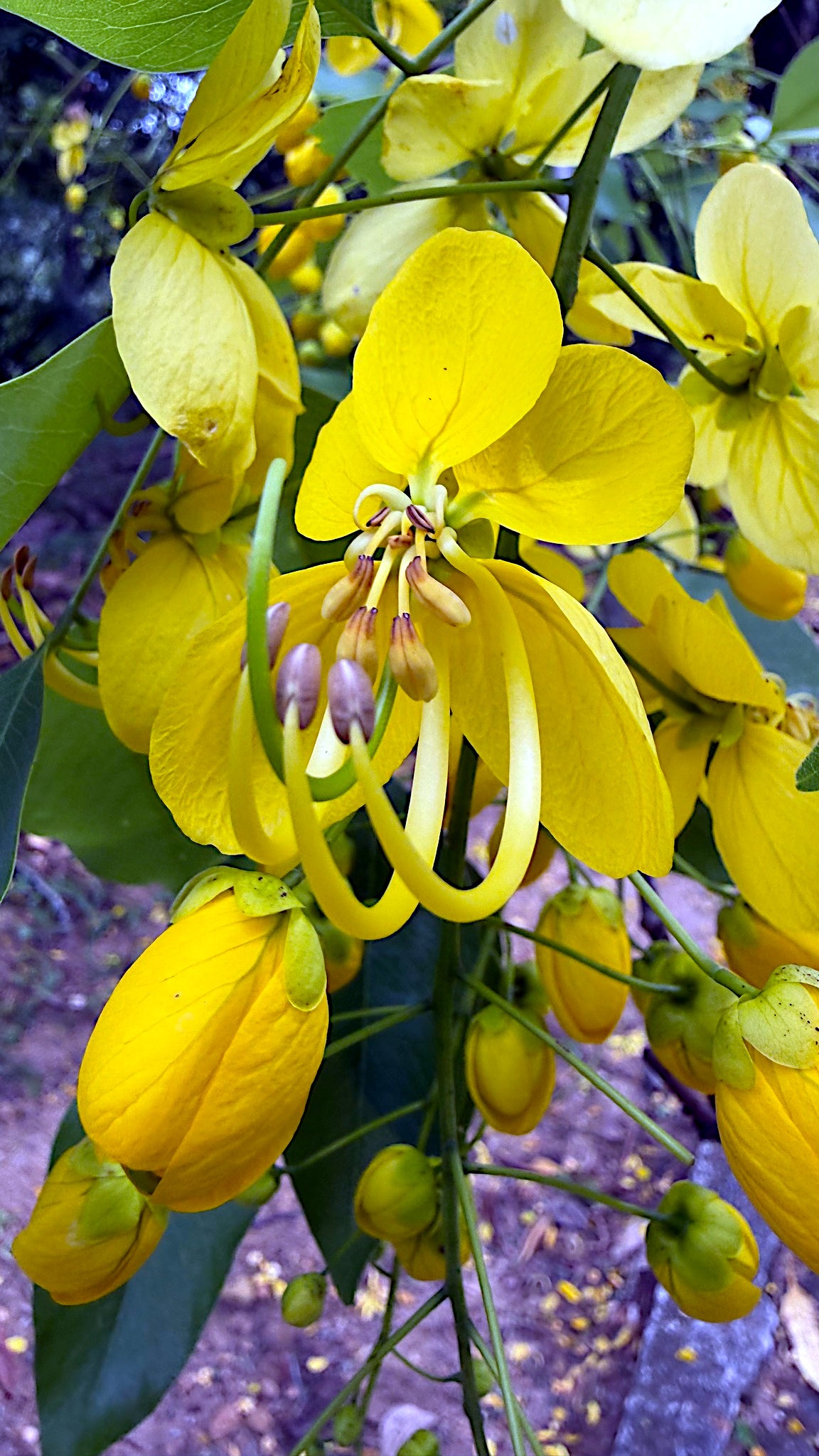 Close-up of yellow Golden shower tree flowers with green leaves. (Cassia fistula)