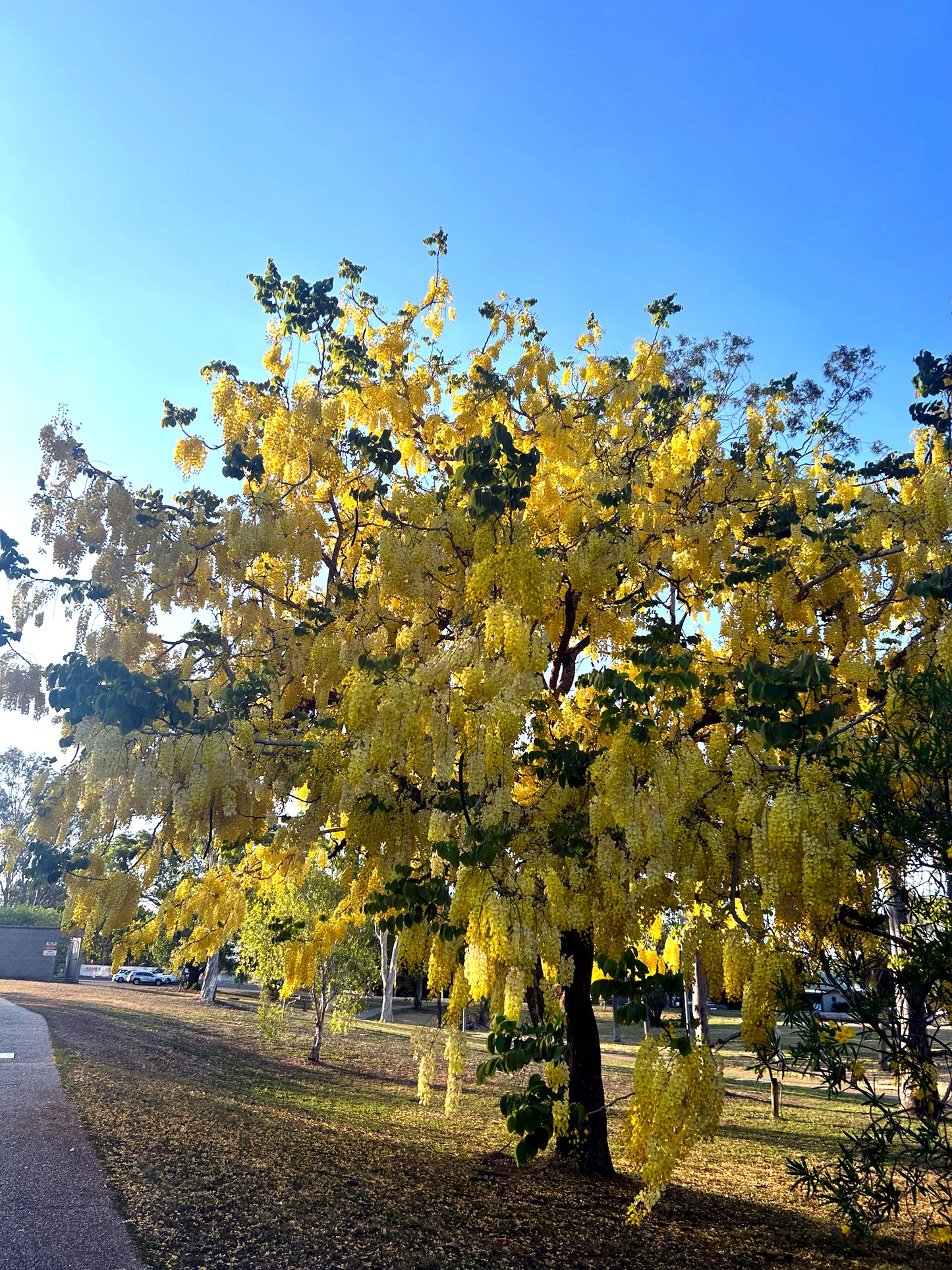 Golden shower tree with yellow flowers along a road under a clear blue sky