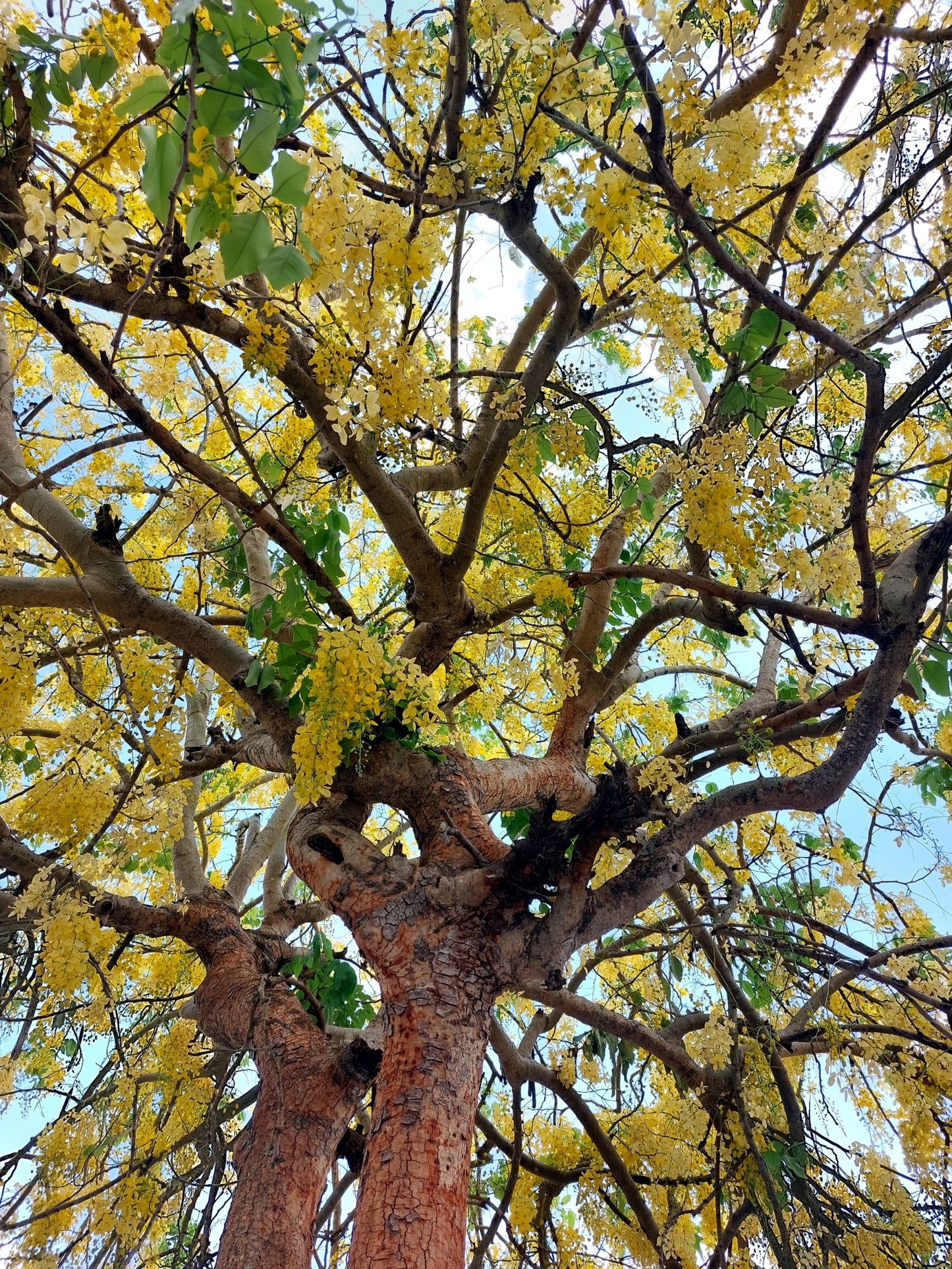 Golden Shower tree with yellow flowers and green leaves against a blue sky. (Cassia fistula)