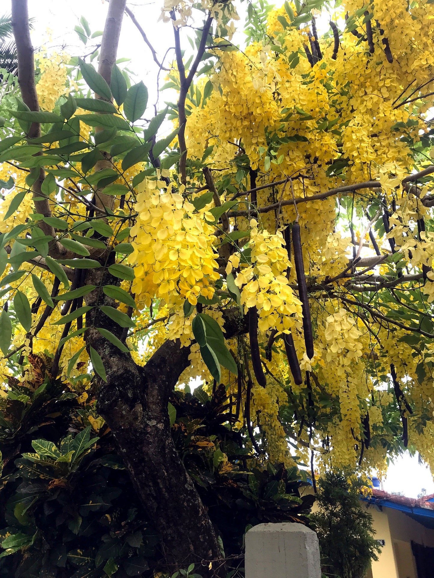 Golden Shower Tree with yellow flowers and green leaves