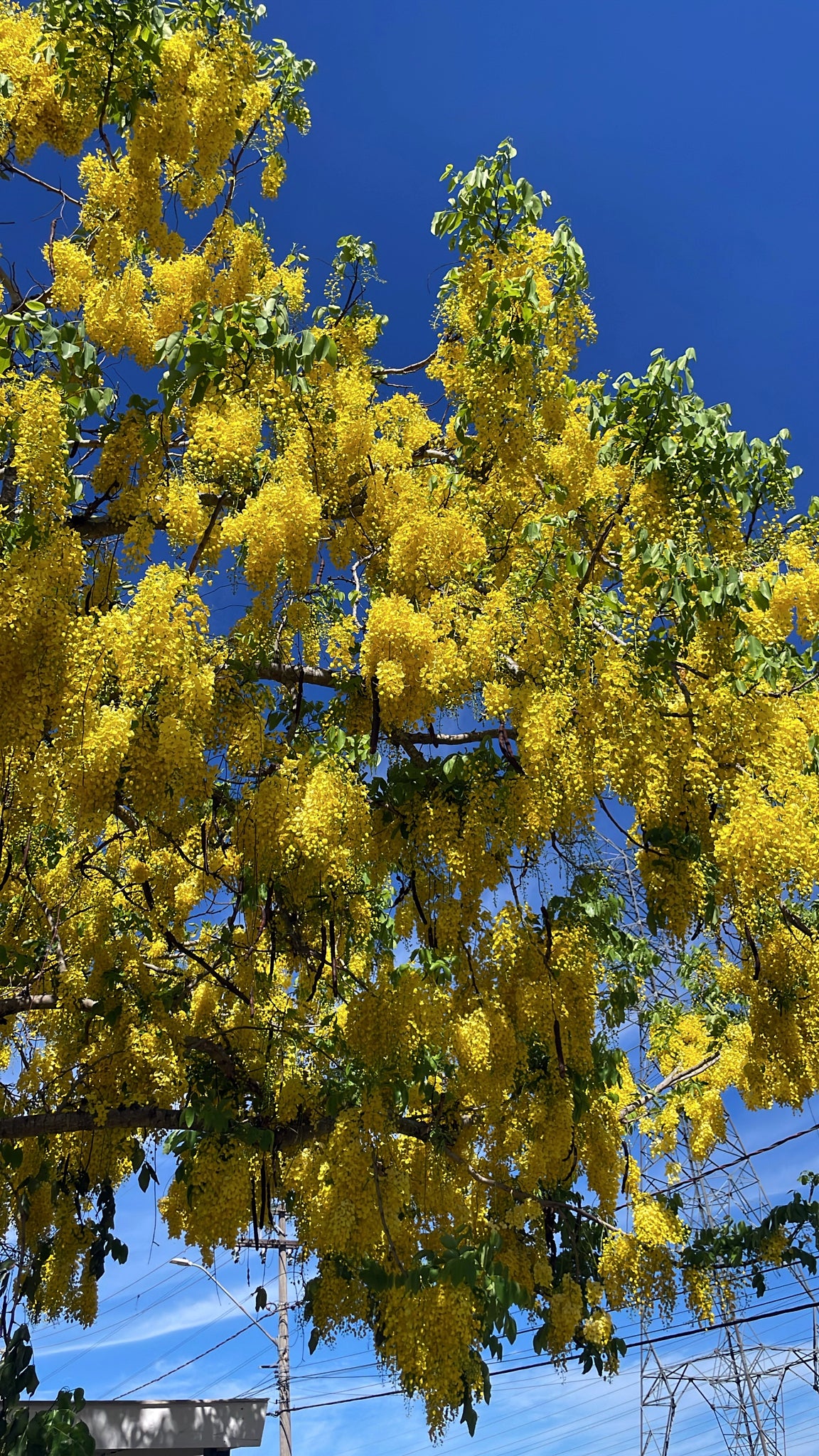 Golden Shower Tree with yellow flowers against a blue sky. (Cassia fistula)