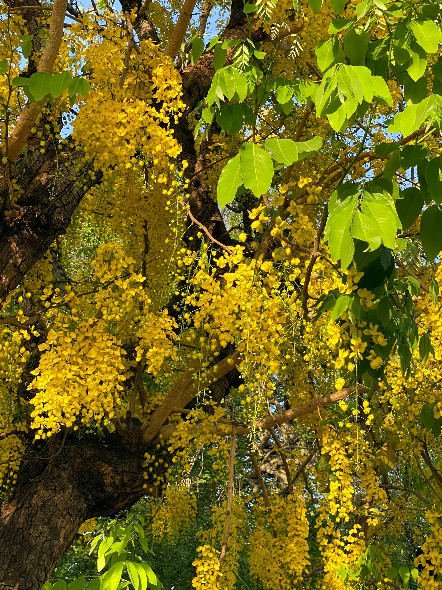 Golden Shower Tree Seeds (Cassia fistula) Fast Growing Yellow Flower Tree