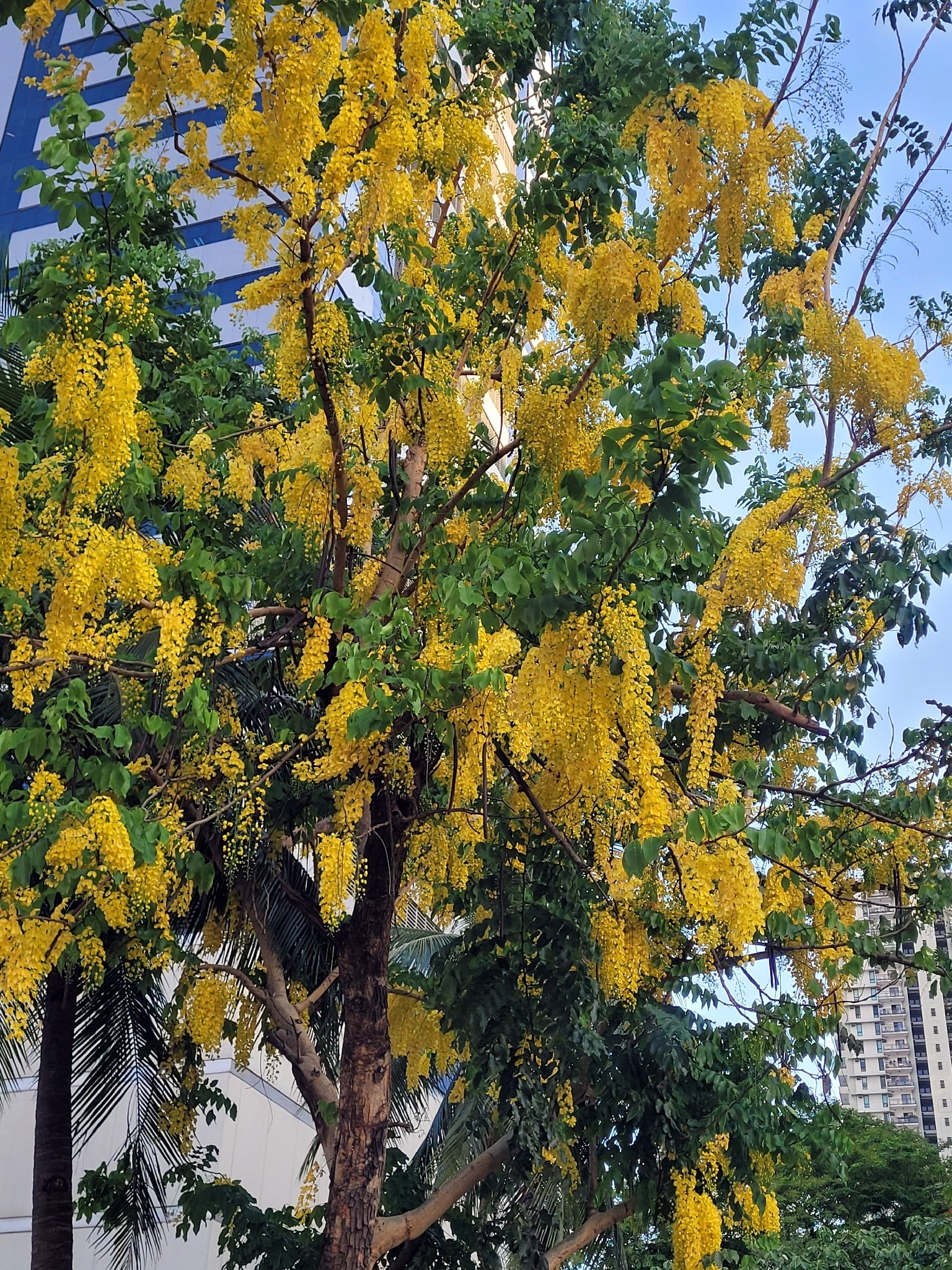 Golden Shower Tree with yellow flowers in an urban setting