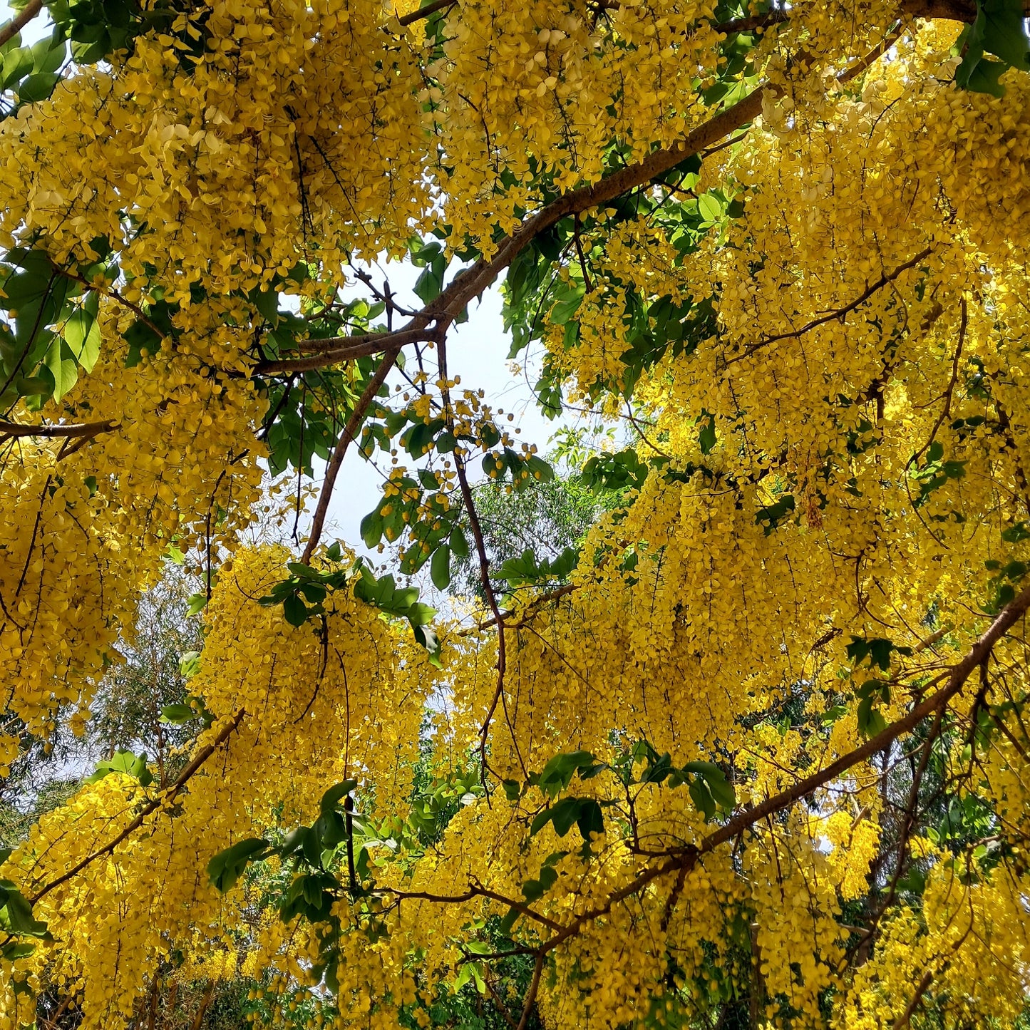 Yellow flowering Golden Shower trees with green leaves against a blue sky. (Cassia fistula)