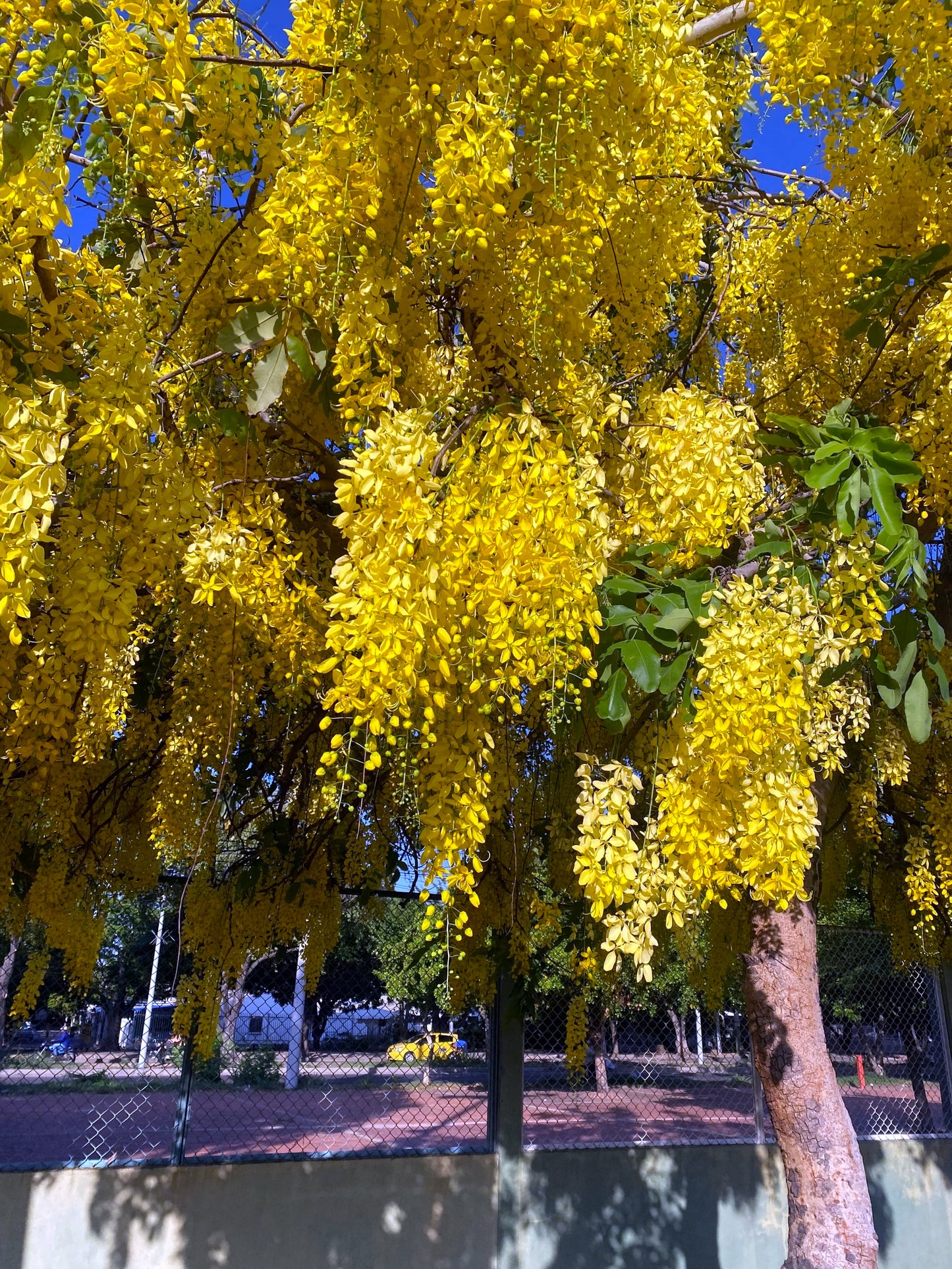 Golden shower tree with yellow flowers in a park setting