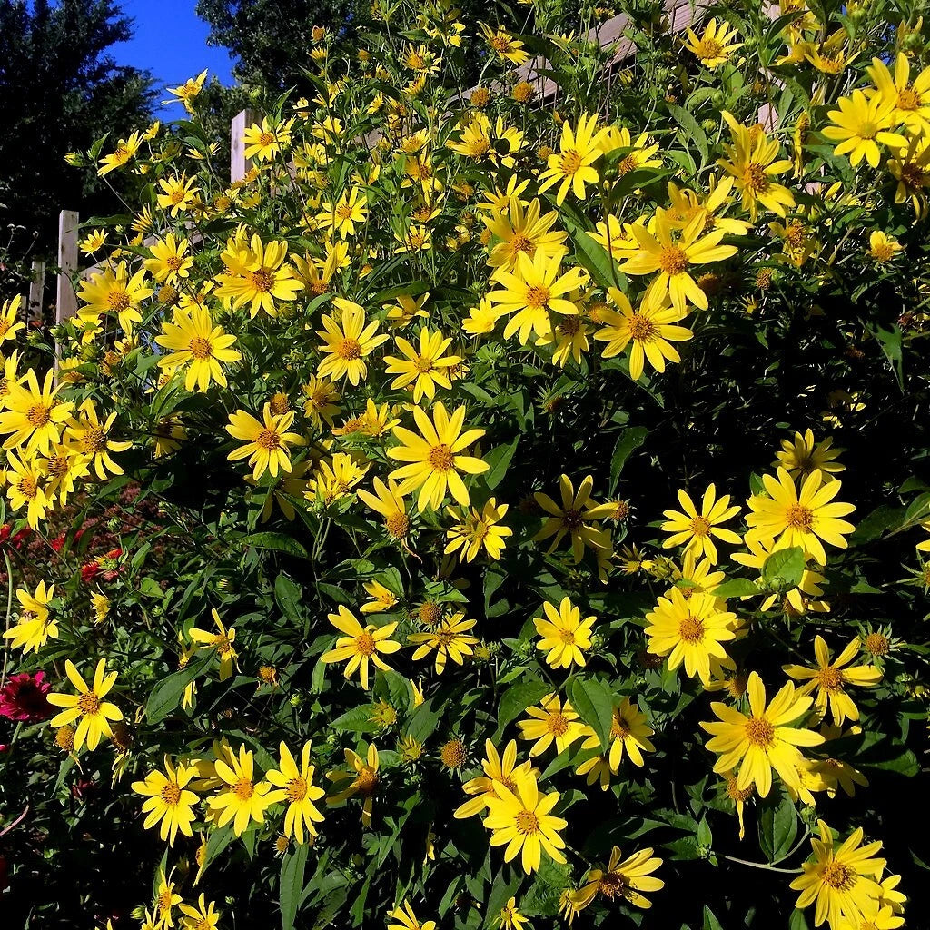 Bouquet of yellow Giant Tall flowers with green leaves. (Helianthus giganteus)