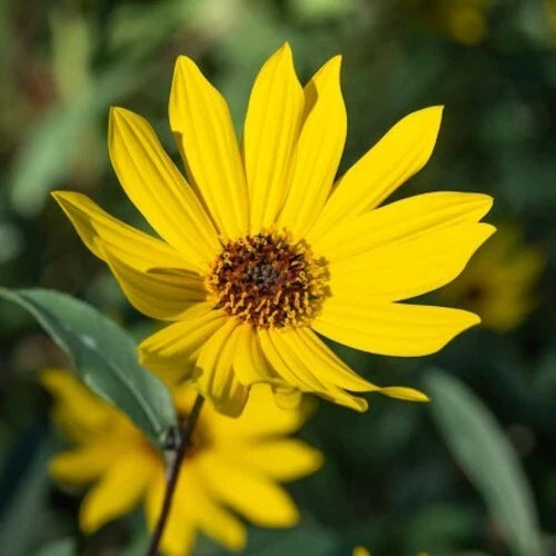 Close-up view of Giant Tall Sunflower with blurred green background. (Helianthus giganteus)