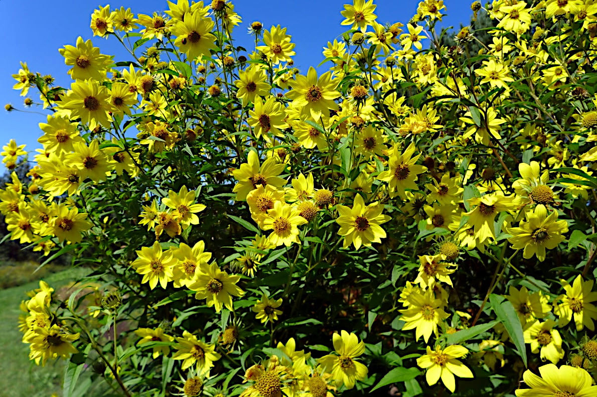 Bouquet of bright yellow giant tall sunflowers with green leaves against a clear blue sky. (Helianthus giganteus)